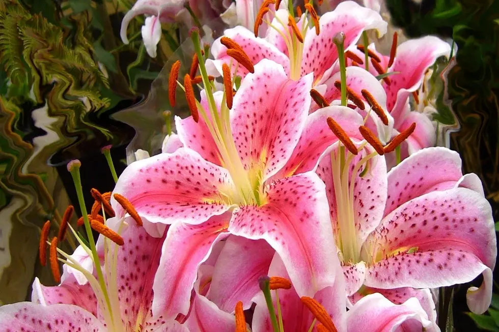 Lillies Bloomsday Spokane