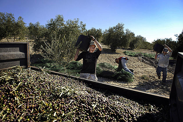 Spanish Olive Imports and Ukraine Grain-Oilseed Harvest Down
