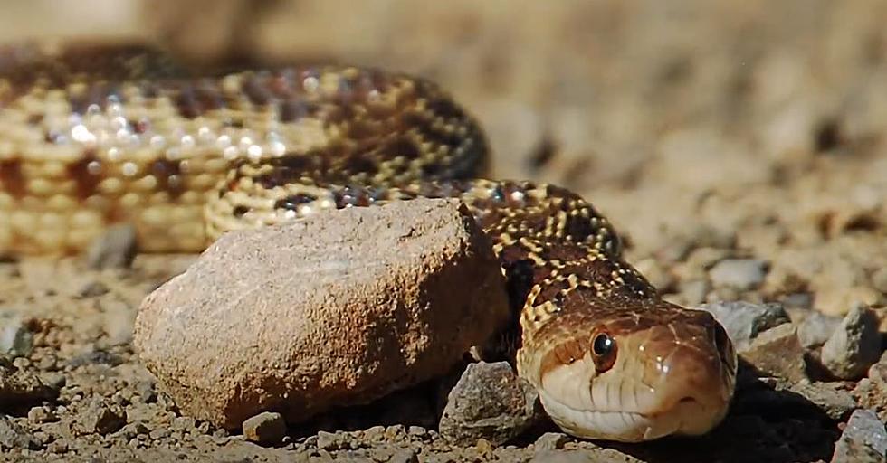 WATCH: Have You Ever Seen a Hognose Play Dead? - Texas Fish & Game Magazine