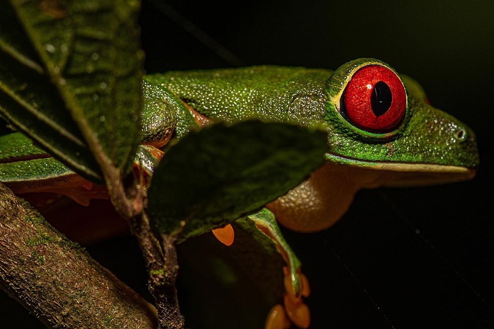 Is It Illegal to Shoot Frogs in Washington State?