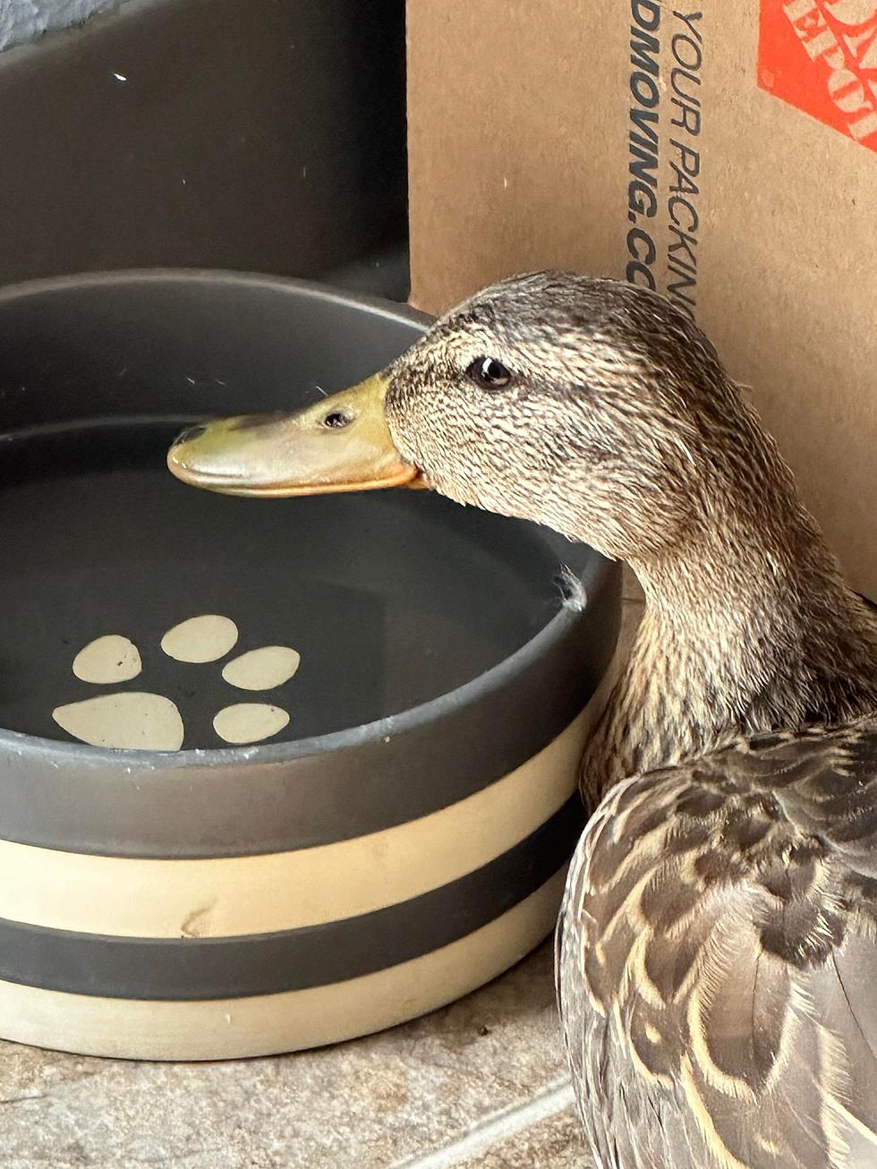 Yakima Man Adopts Helpless Injured Duck After Finding It Tuesday