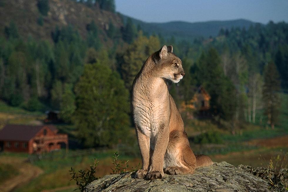 Danger Ahead! Best Ways To Keep Safe In Cougar Country