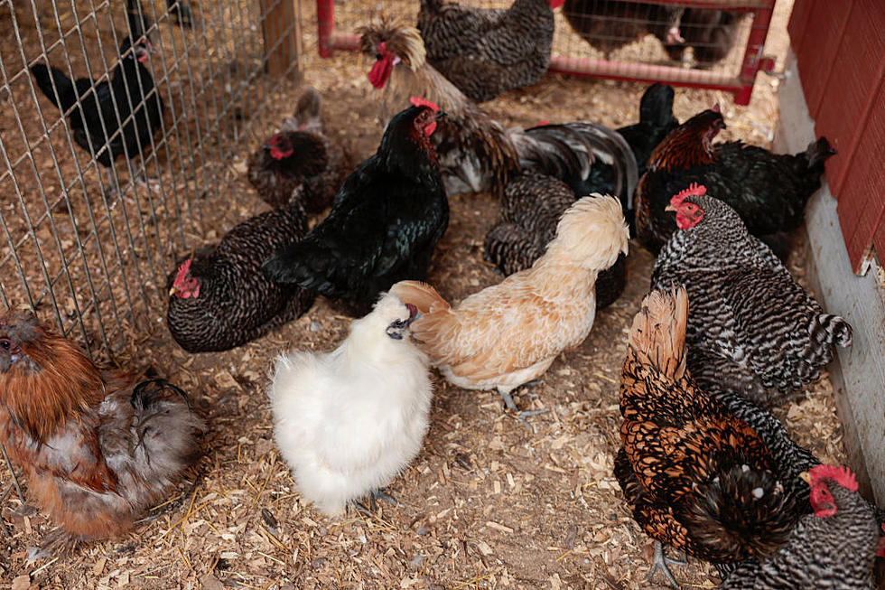 Cage-Free Hens Percentage Grows and USDA Grants for School Lunches