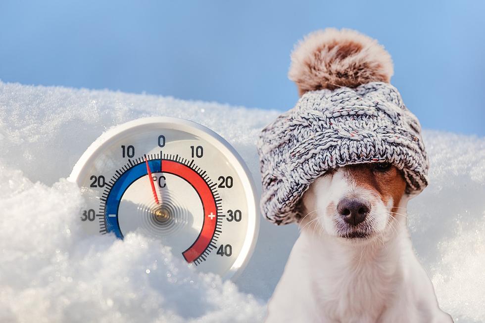 Is It Legal to Leave Your Pets Out in Harsh Winter Weather in WA?
