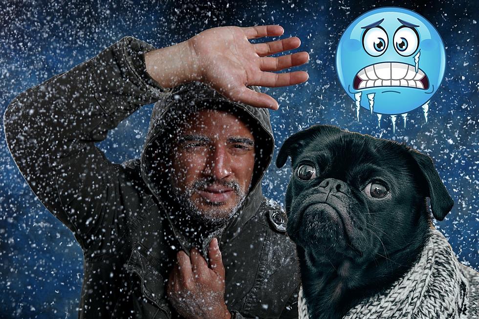Legally Frosty: Can You Leave Your Pet Outside in the Cold in WA?