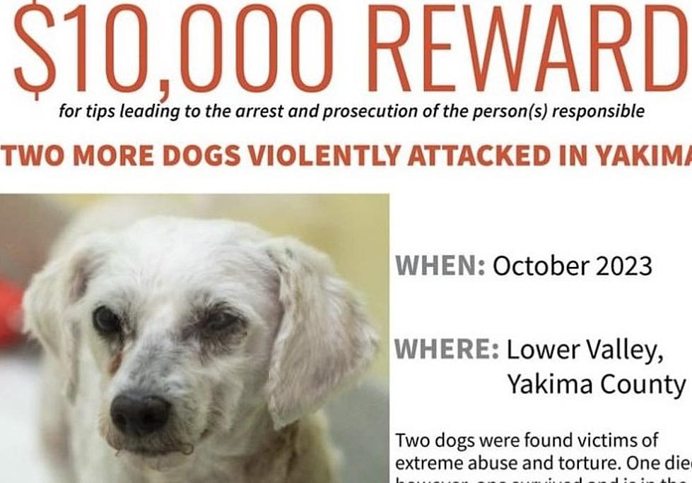 Reward Increased After Two More Dogs Found Abused in Yakima