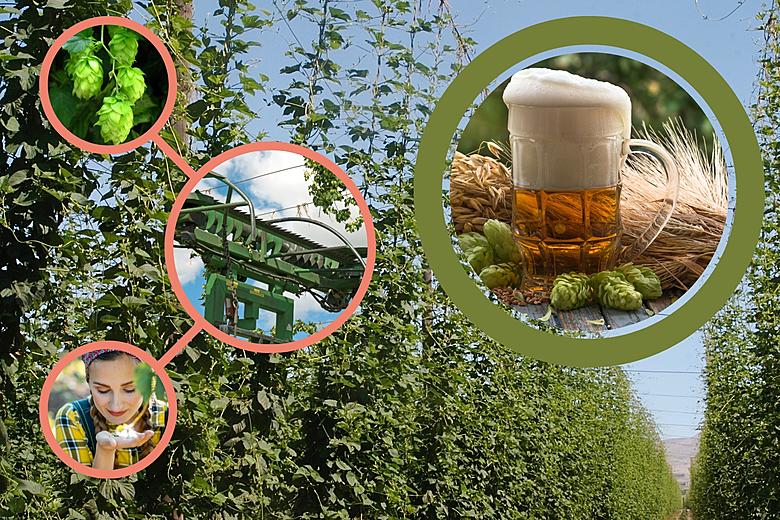 Unveiling Yakima Valley: America's Hop Capitol