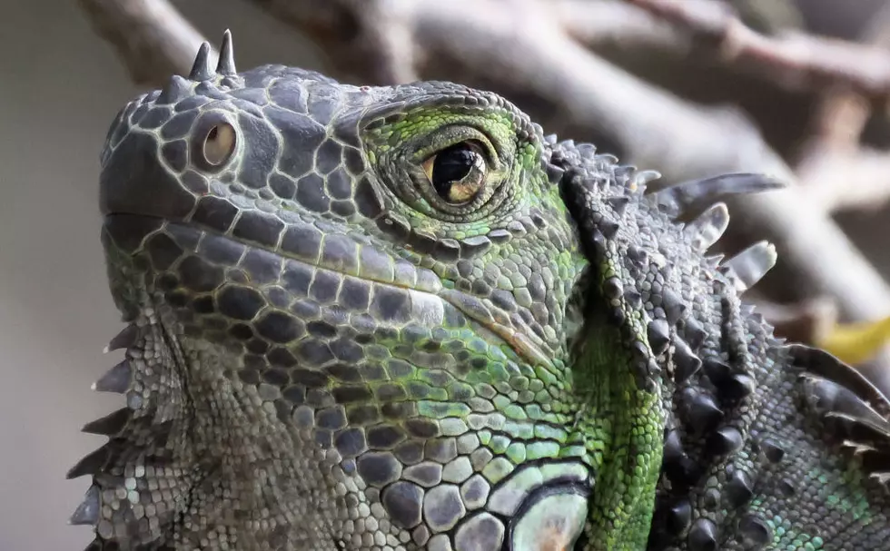 Hate Lizards? Good News – Deforestation Threatens 80% of WA Lizards