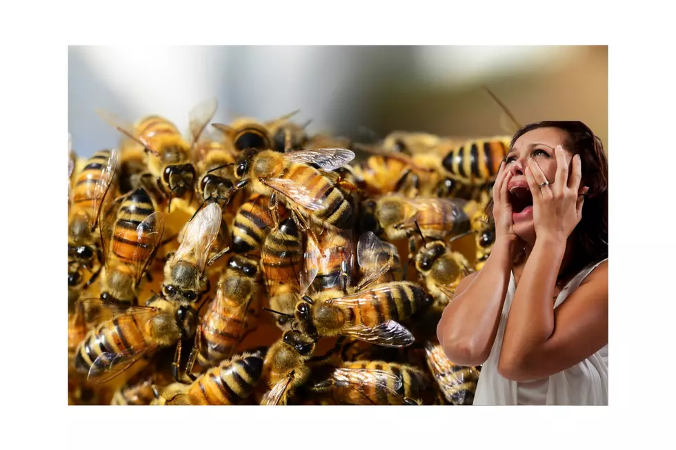Swarming Squatter Honey Bees Bring Sticky Situation, Alarmed Homeowners Buzzing for Solutions!