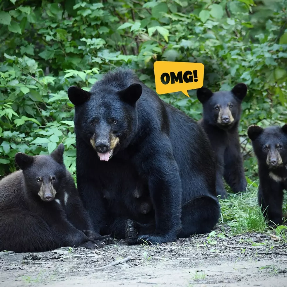 Black Bears
