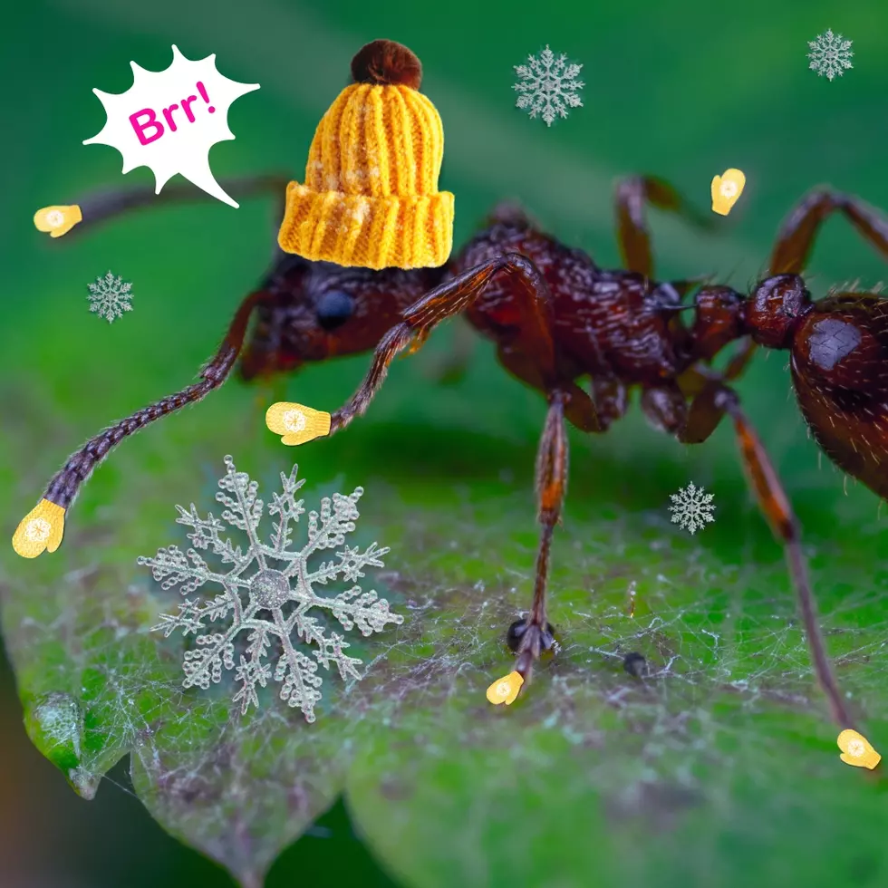 Ant in the snow