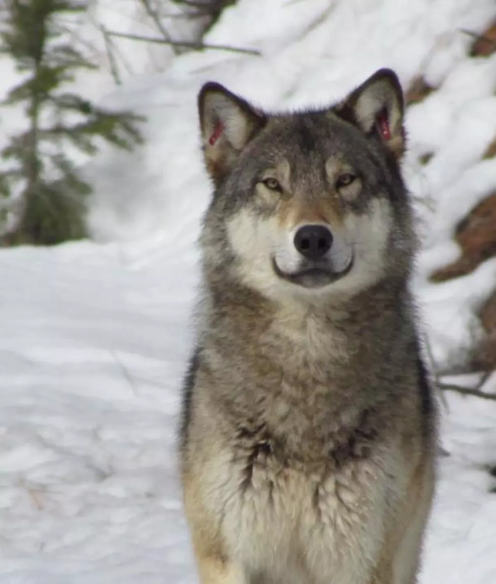 Newhouse calls WDFW report a positive sign for wolves