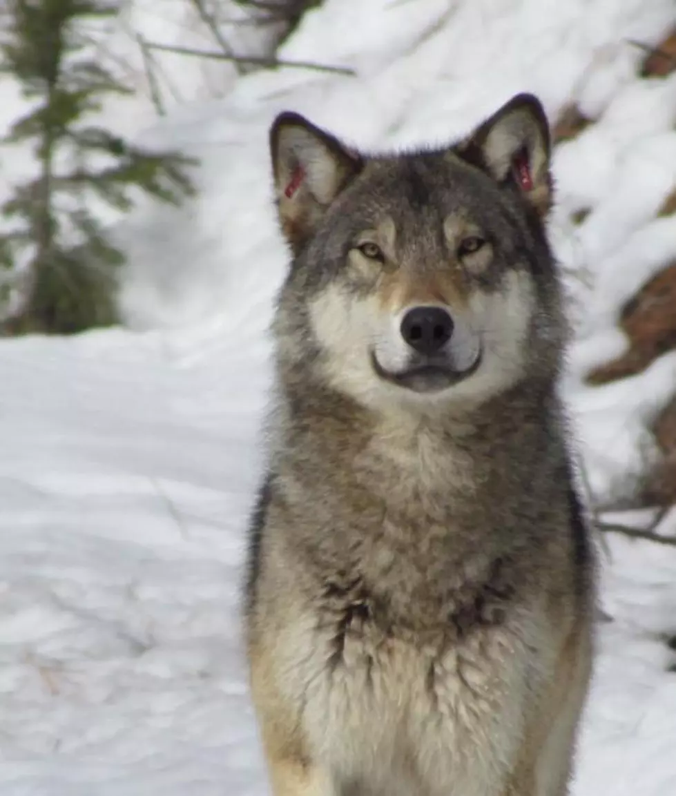 Most gray wolves no longer listed as endangered in the continental U.S.; Oregon continues providing protection