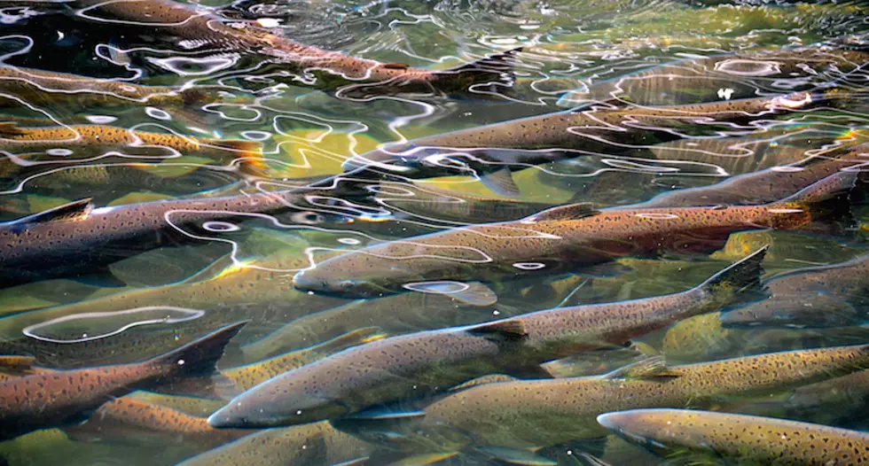 Environmental and fishing groups sue to save salmon