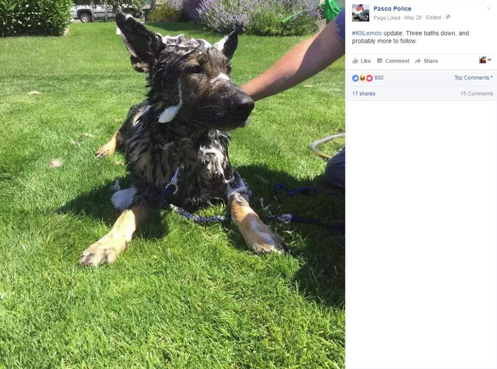 K-9 tallies, superstition and jokes on Pasco police social media, have a serious purpose