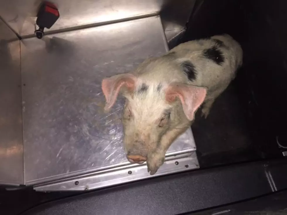 Piglet, mistaken for dog, found running along western OR interstate