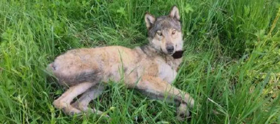Groups sue Washington over wolf killing