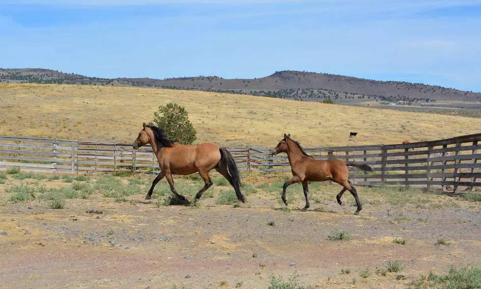Advocates sue to stop plan to spay wild horses