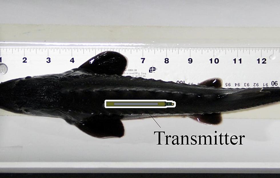 PNNL designed tag tracks fish as long as they swim