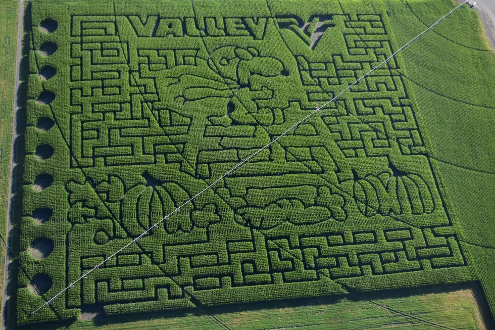Middleton&#8217;s Fall Festival reveals Peanuts-themed corn maze