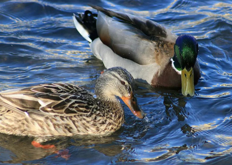 Wildlife Service investigating deaths of hundreds of ducks