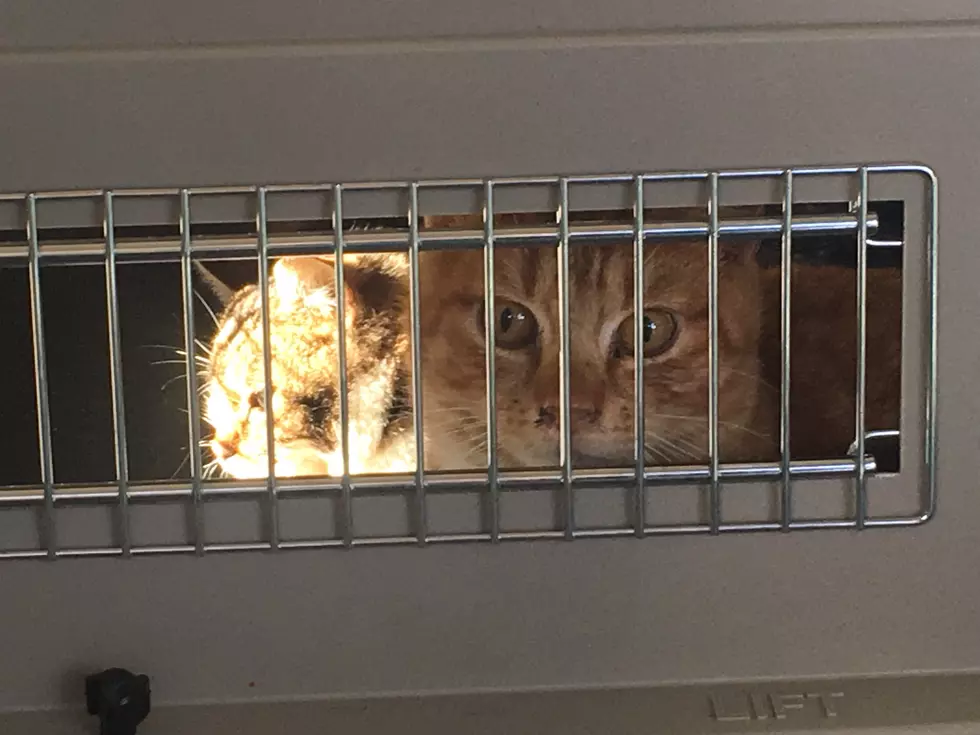 Rescue group helps 23 cats in &#8216;absolutely horrific&#8217; case out of Grant County