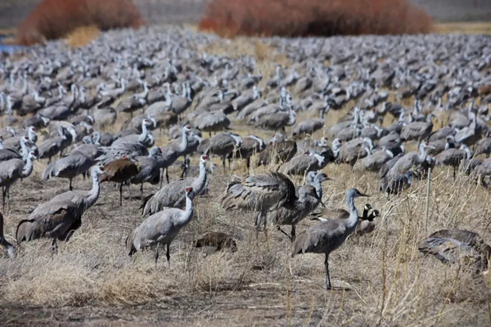 Registration opens for Sandhill Crane Festival tours, some already sold out