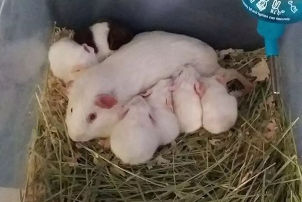 Milton-Freewater woman rescues 72 abandoned guinea pigs