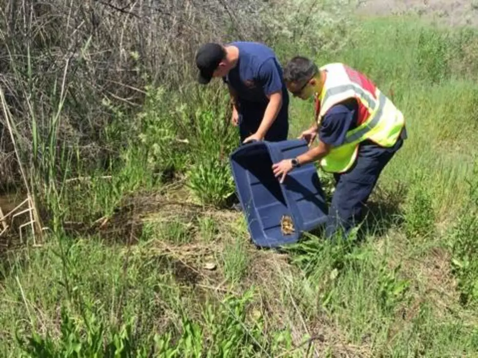 Richland firefighters help rescue ducklings