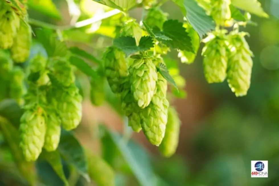 New report says demand for hops in US has peaked