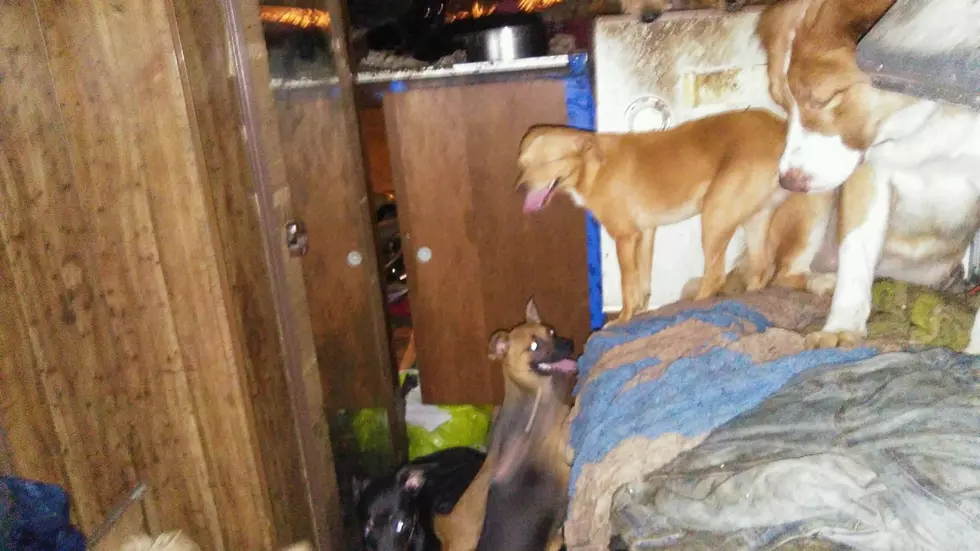 38 dogs and two chickens rescued from Union Gap hording situation
