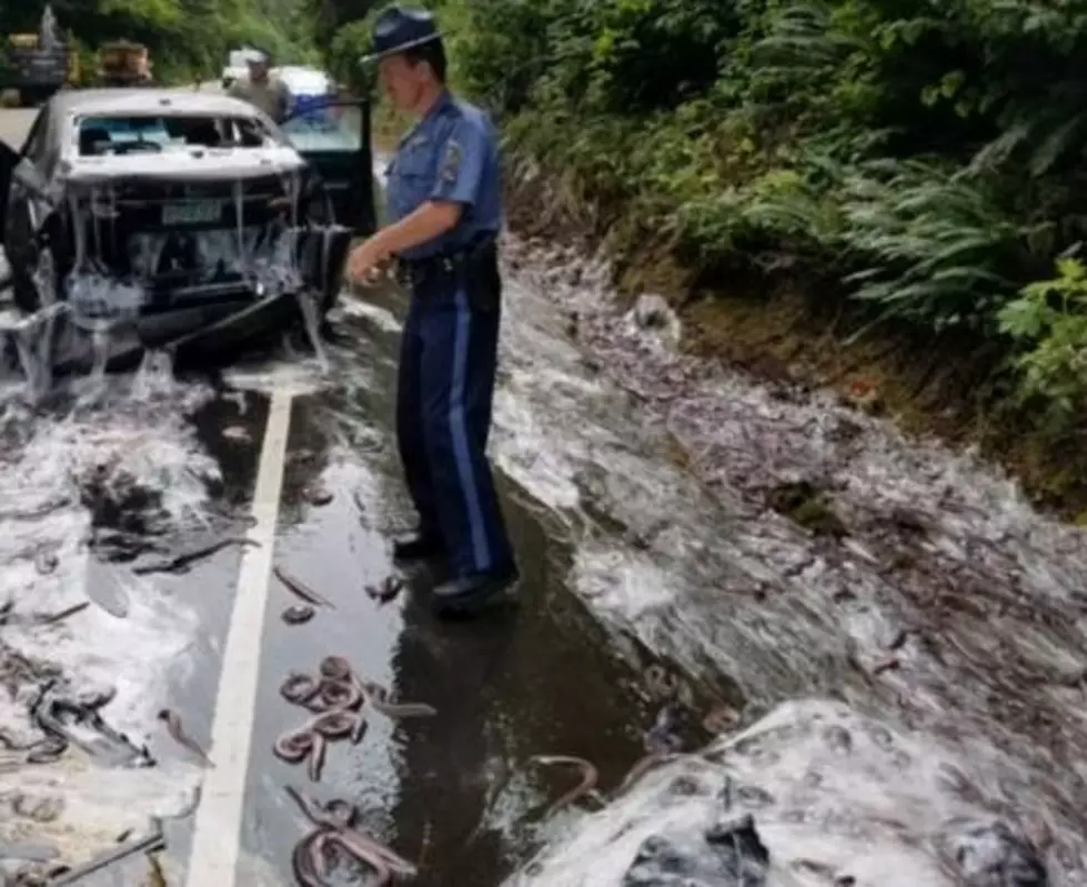 Eels from overturned truck slime cars on Oregon highway