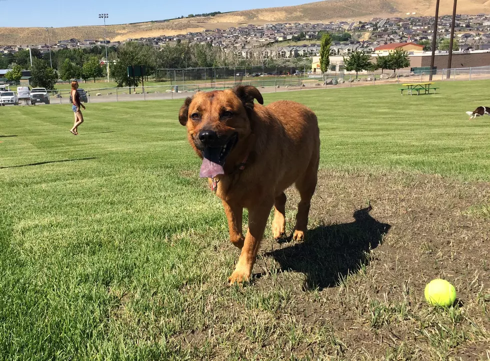 Richland opens second phase of Badger Mountain dog park