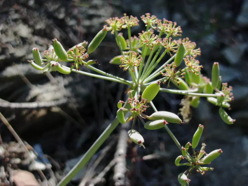 Auction offers chance to name new plant species found near Leavenworth