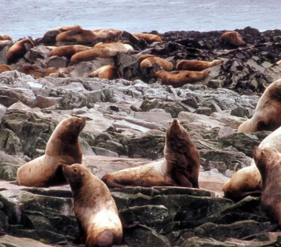 Oregon officials say sea lion disease could spread to dogs