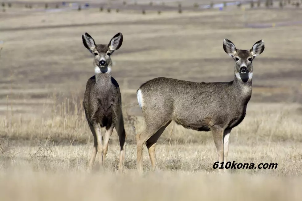 WDFW to capture, collar mule deer to track migration patterns, habitat