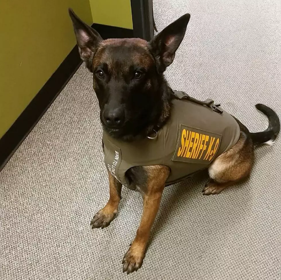 Grant County K-9 gets protective vest