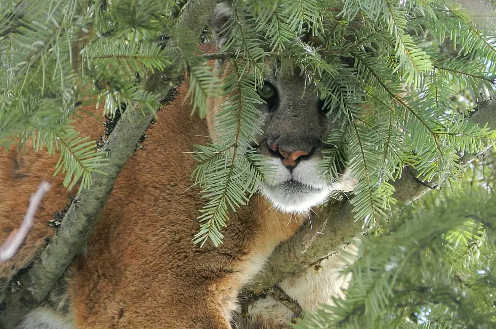 197-pound cougar captured by Washington state biologists