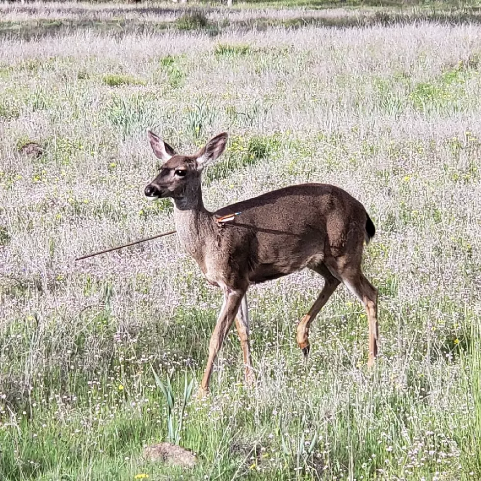 Oregon State Police investigate deer shot with arrows