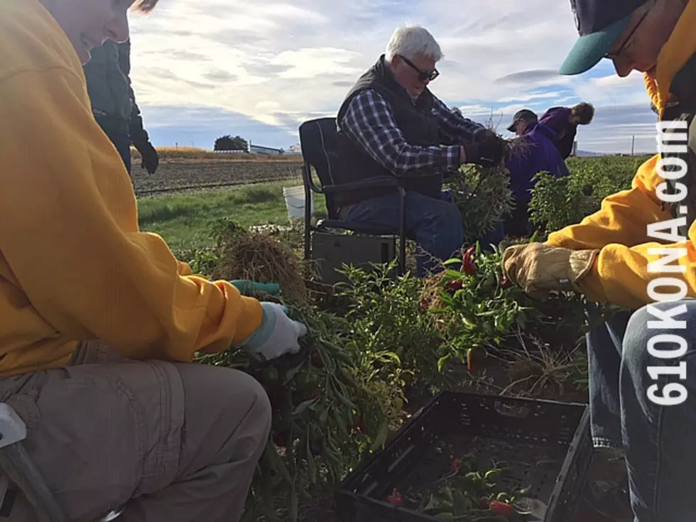 Volunteers glean fields for local food banks