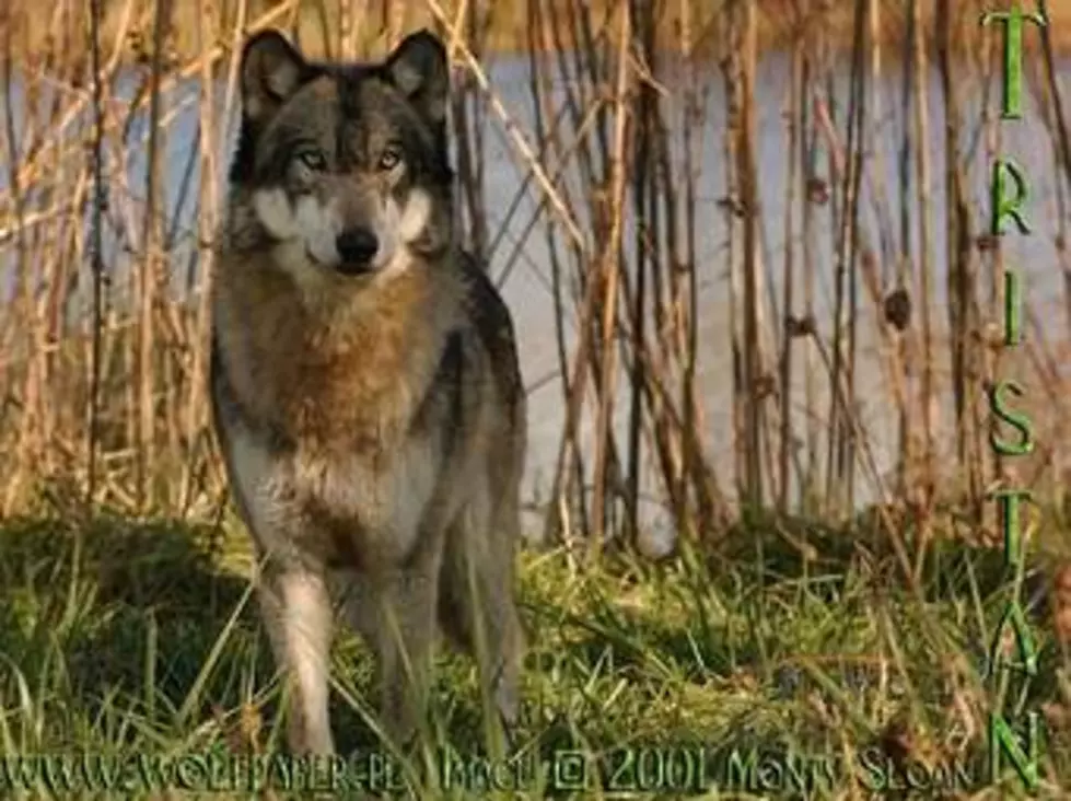 Final “Old Profanity” wolf-pack members killed