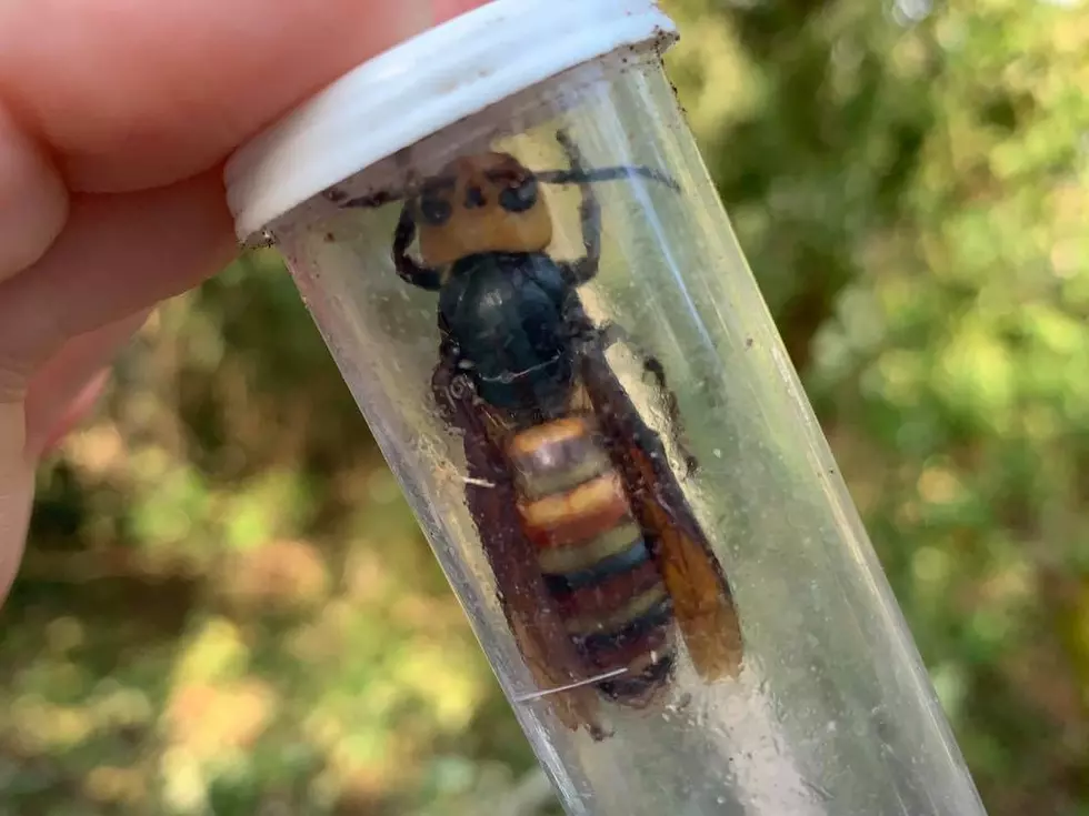 Third Giant Hornet Nest Destroyed in Washington This Year