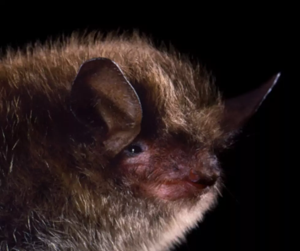 Fungus That Harms Bats Found in Three More Washington Counties