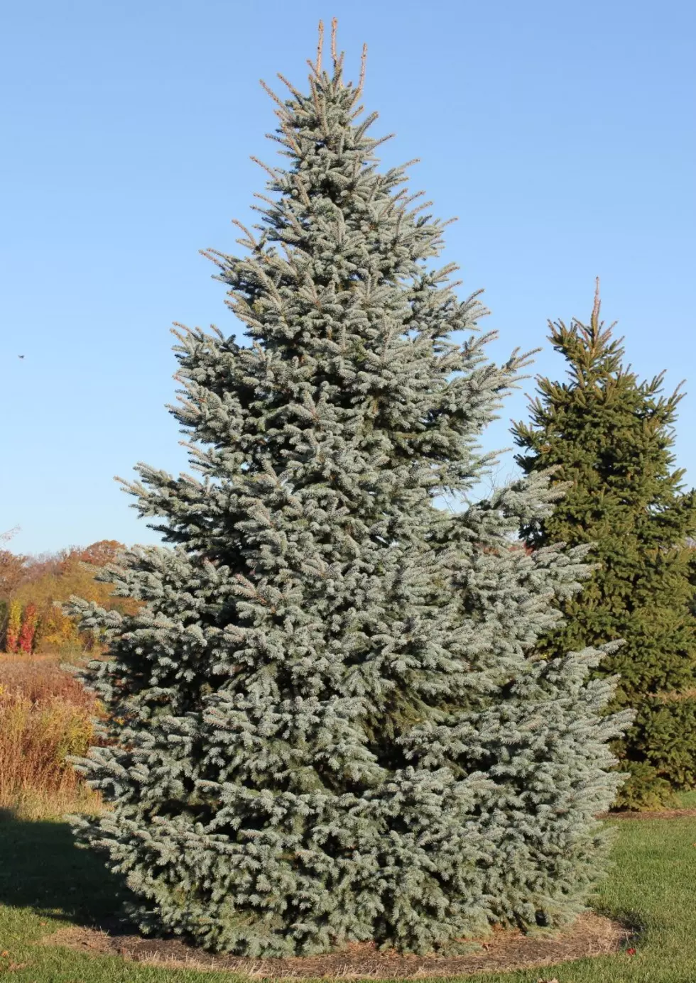 Supply Chain and Heat Wave May Cause Christmas Tree Shortage