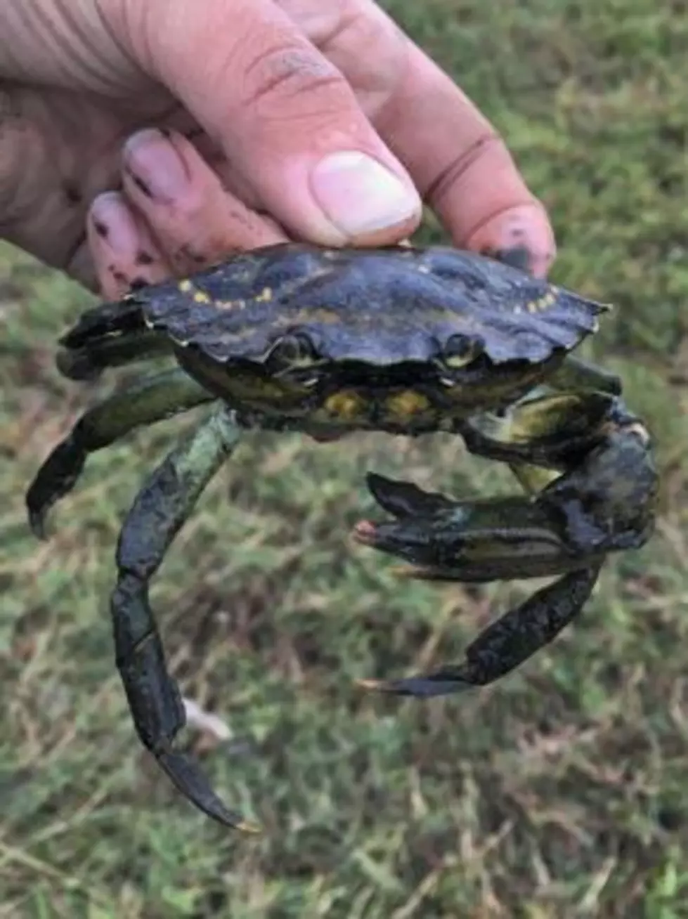 Lummi Nation Declares Disaster Over Invasive Crab