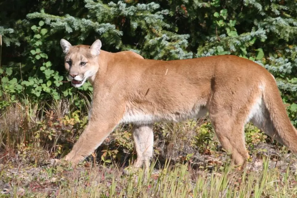 Another Cougar Sighting in Benton County