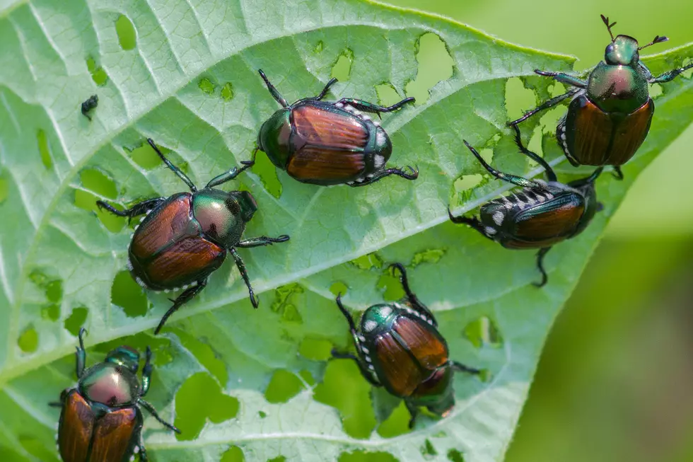 Japanese Beetle Found 30 Miles From Infestation