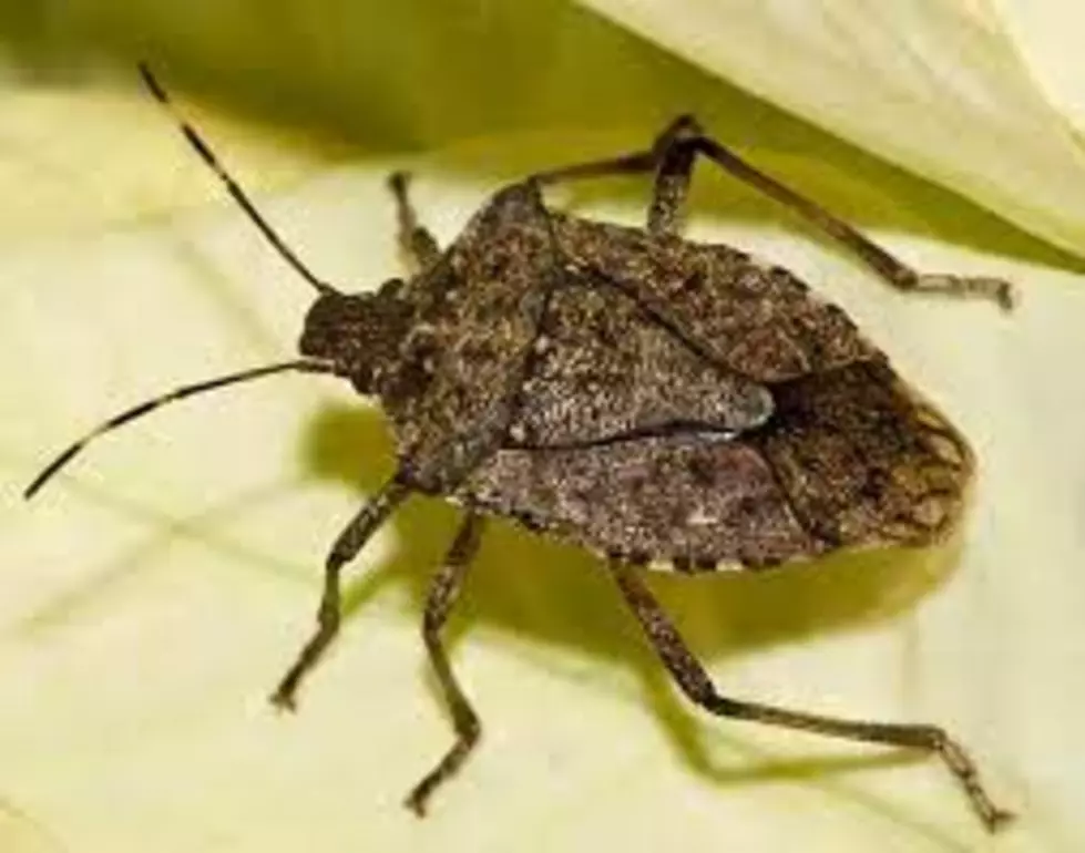 Climate Change To Increase Stink Bug Numbers