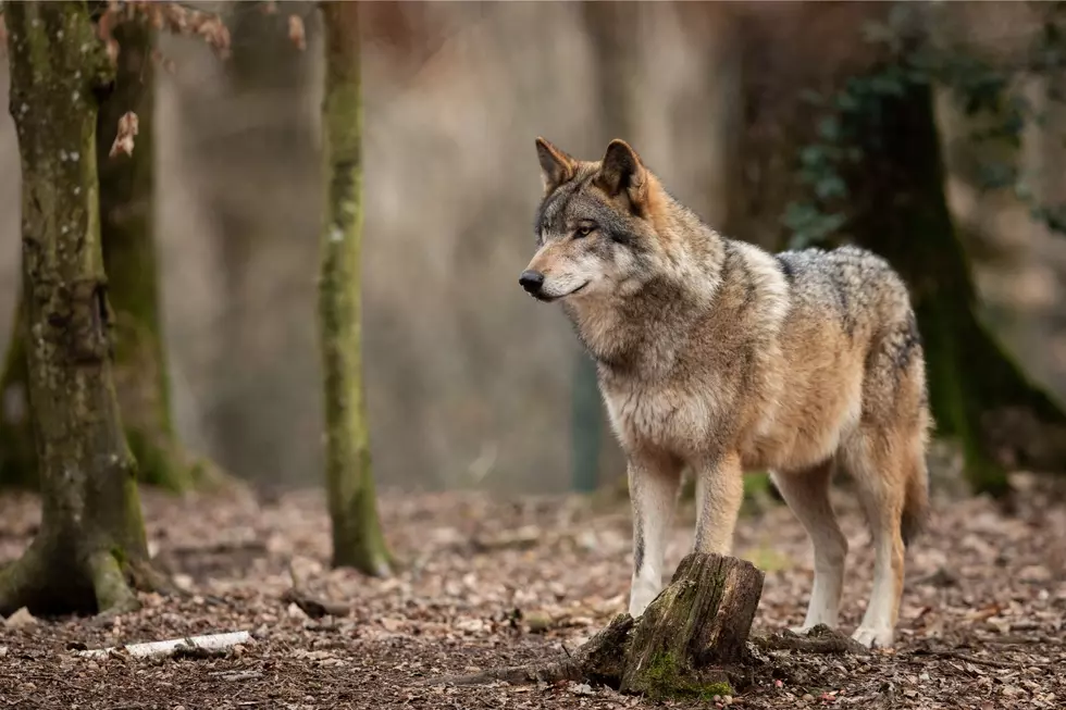 Wolves are On the Rise in Washington