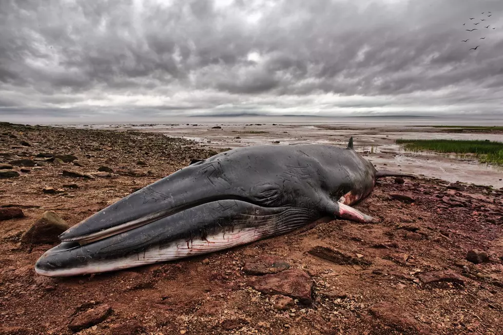 A Third and Fourth Whale Have Washed Ashore on the Oregon Coast